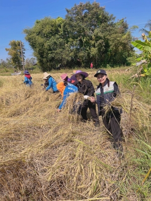 ลงพื้นที่เก็บเกี่ยวผลผลิตทางการเกษตรเพื่อประเมินผลผลิตข้าวนาปี  ประจำปี 2568